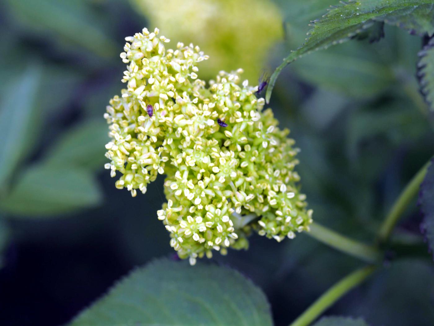 Elder, Red flower